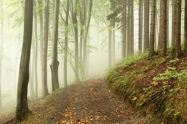 Sentiero nella foresta di inizio autunno in una mattina nebbiosa — Foto Stock