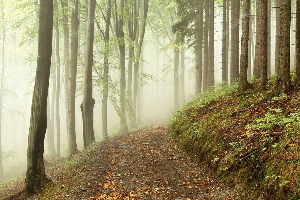 Path in early autumn forest on a foggy morning — Stock Photo © nature78 ...