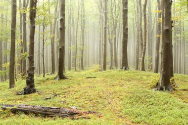 Misty autumn beech forest clipart