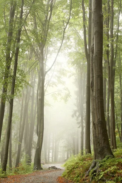 Шлях у туманному лісі — стокове фото