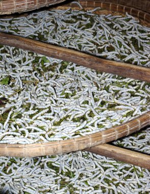 Closeup on silk worm breeding in Vietnam clipart