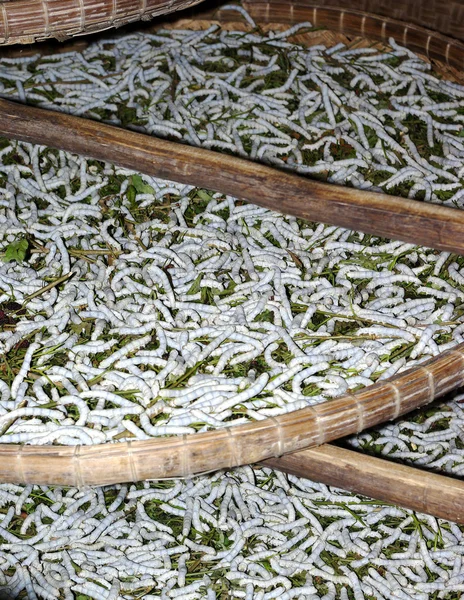 stock image Closeup on silk worm breeding in Vietnam