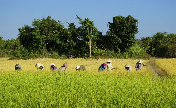 pirinç fabrikası Vietnam hasat kadınlar