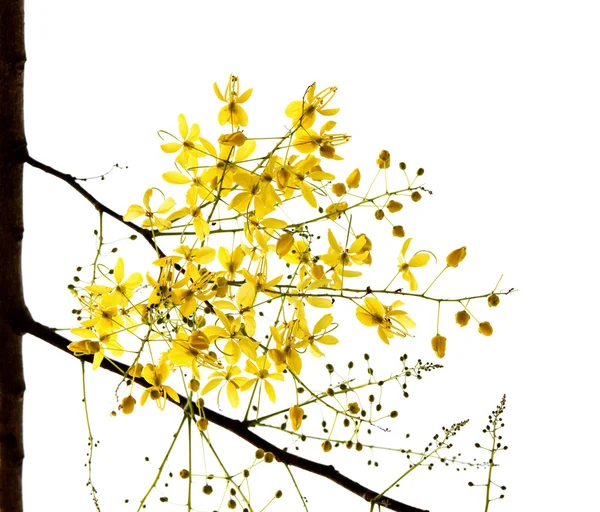 Blossom gyllene dusch trädet — Stockfoto