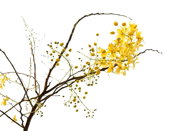 노란색 꽃의 분 지 — 스톡 사진