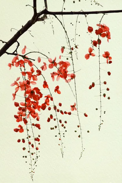 Zweig der roten Blüte — Stockfoto