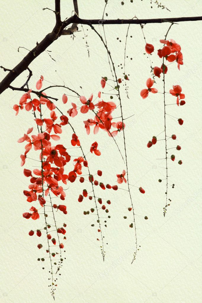 Branch of Red Blossom