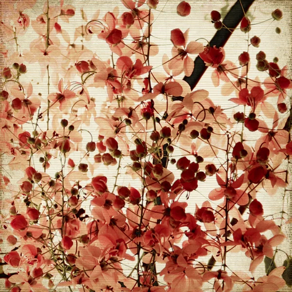 Roter Blütenhintergrund — Stockfoto