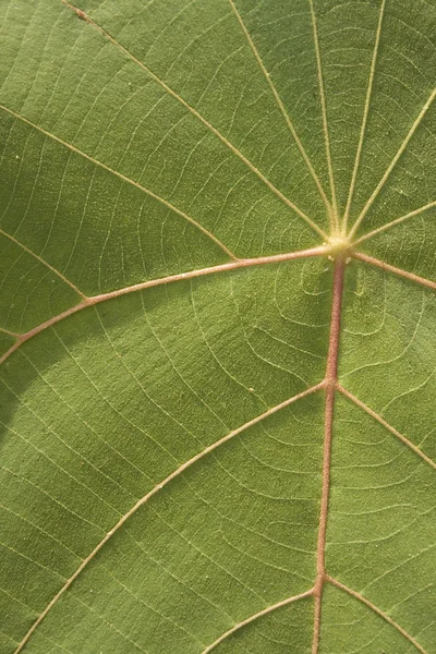 Макрофон листьев — стоковое фото