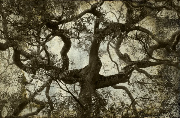 Árvore ramo vintage fundo — Fotografia de Stock