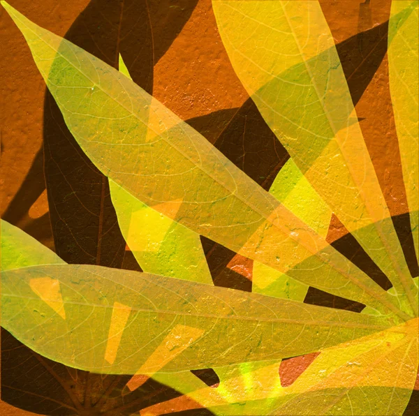 Ταπιόκα ακτίνες του ήλιου 2 — Φωτογραφία Αρχείου