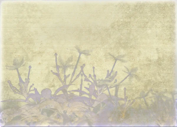 Impressão de jasmim lavada em pergaminho com nervuras — Fotografia de Stock