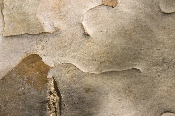淡棕色的番石榴果实木 — 图库照片