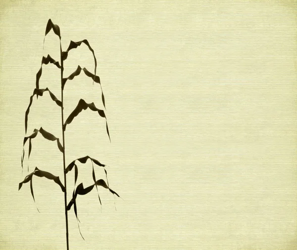 Tallo y estampado de hojas en blanco acanalado — Foto de Stock