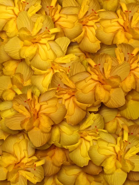 Yellow hibiscus flower background — Stock Photo, Image