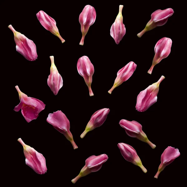 ピンクの花のつぼみ — ストック写真