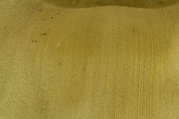 Natural coconut paper contour — Stock Photo, Image