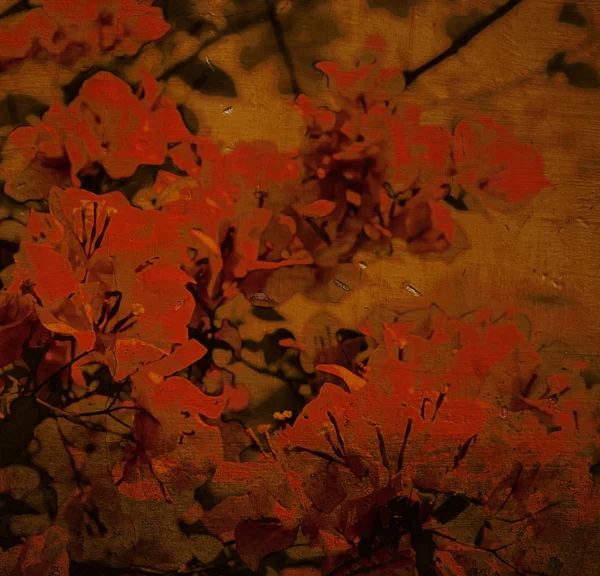 Pikantne bugenwilli czerwone tło — Zdjęcie stockowe