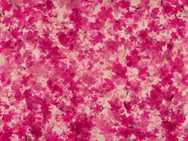 粉色和白色花，花上自然羊皮纸 — 图库照片