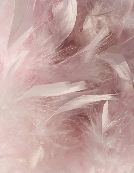 蓬松粉红色的羽毛背景与角 — 图库照片