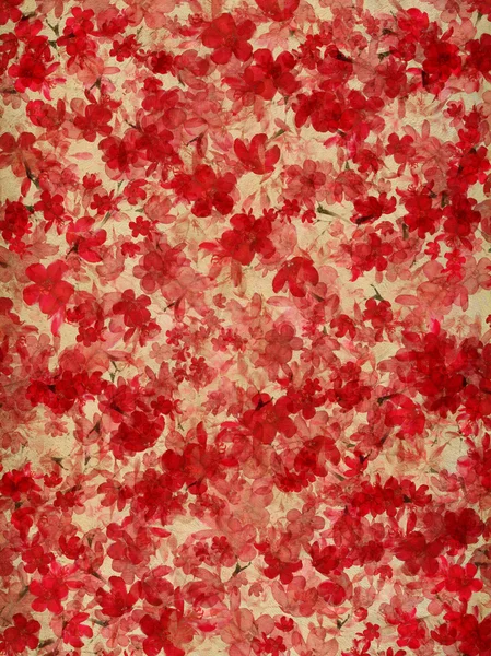 Красный и кремовый цветок на естественном фоне — стоковое фото