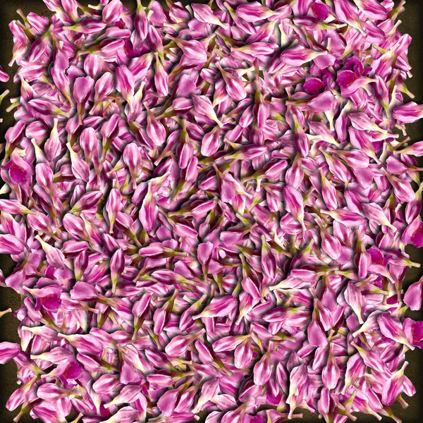 Rosa blomma bud bakgrund — Stockfoto