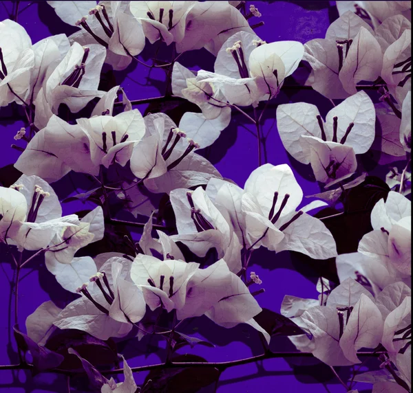 Bouganvillea bianca su parete dipinta viola — Foto Stock