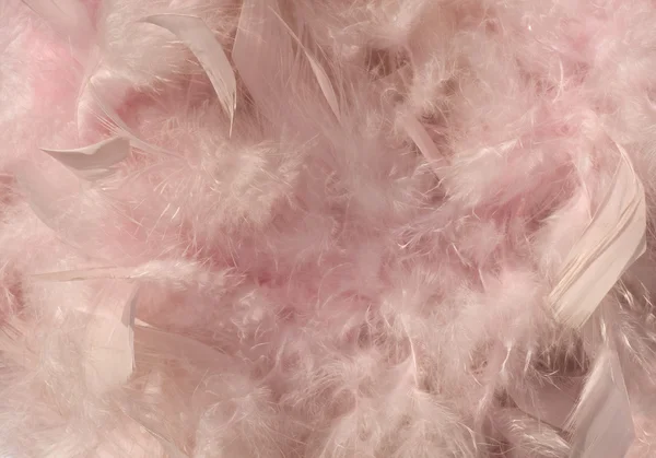 Fluffy pink sunlit feather background — Stock Photo, Image