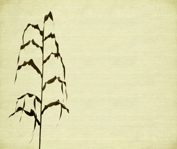 幹と葉｜print — ストック写真