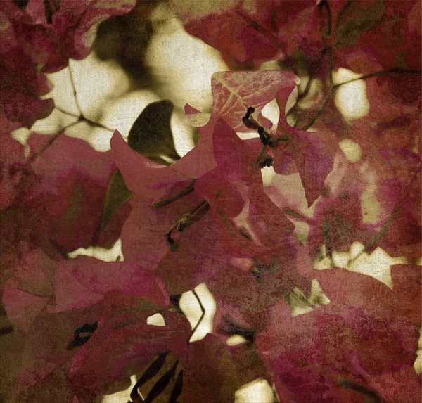 红色叶子背景 — 图库照片