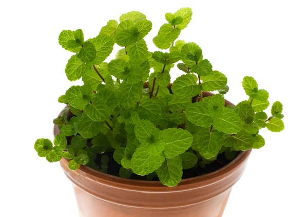 stock image Peppermint in a flowerpot