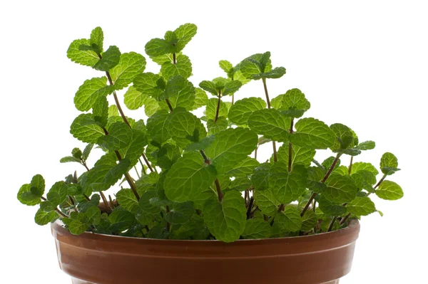 stock image Peppermint in a flowerpot