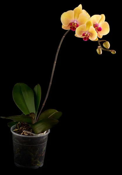 Orchidée jaune — Photo