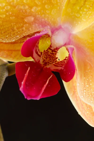 Желтая орхидея — стоковое фото