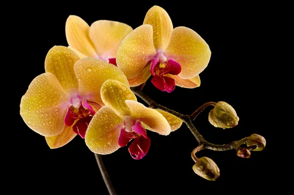 Gelbe Orchidee Stockbild