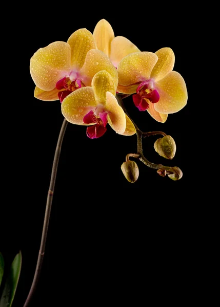 Gelbe Orchidee lizenzfreie Stockfotos