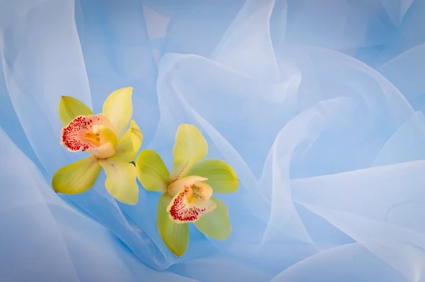 Orchidées dans les plis gracieux d'un organza — Photo