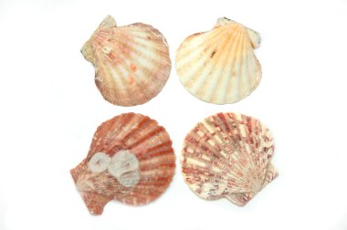 Shells clipart