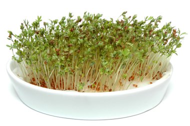 Cress clipart