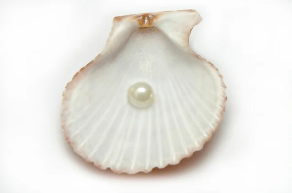 Shell con perla — Foto Stock