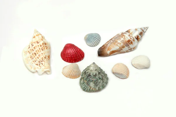 Diferentes conchas —  Fotos de Stock