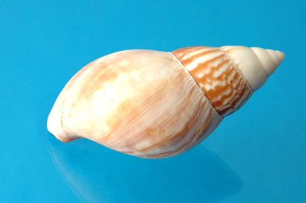 Shell — Stock Photo, Image