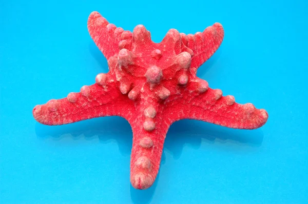 Stella marina rossa — Foto Stock
