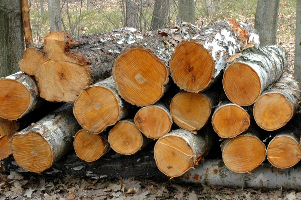Árvores cortadas de vidoeiro — Fotografia de Stock