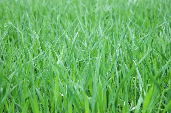 stock image Growing cereal crop