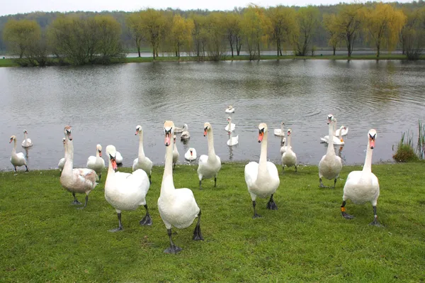 stock image Swans