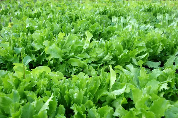 stock image Lettuce