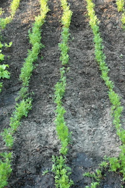 stock image Carrot in rows