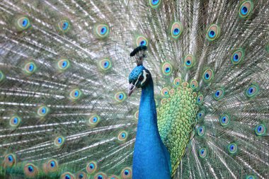 peacock ile kuyruk Genişletilmiş