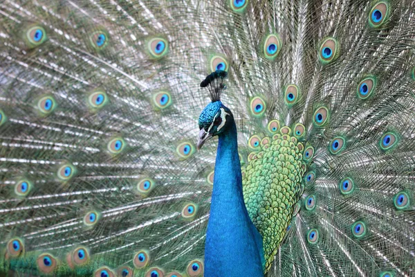 stock image Peacock with tail extended